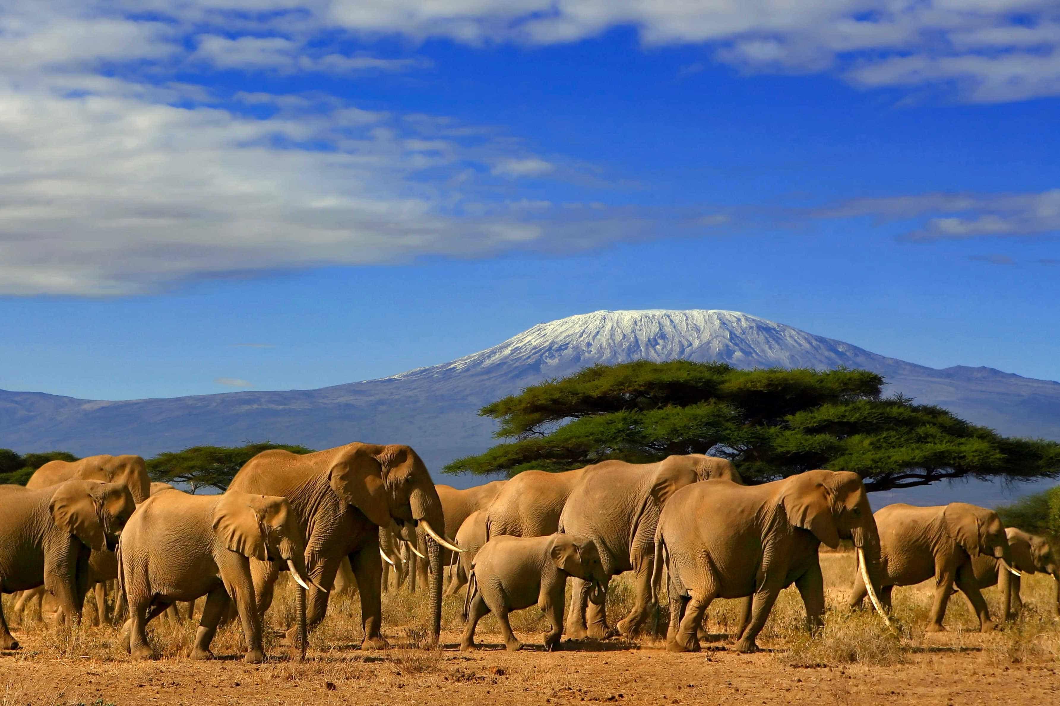 Africa-kenya-elephants