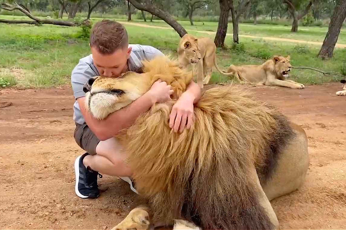 Safari Worker is Best Friends With Lion