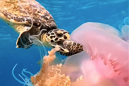 A Sea Turtle’s Favourite Snack