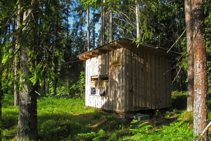 Brown bears in Transylvania can be watched from a wooden bear hide in the forest