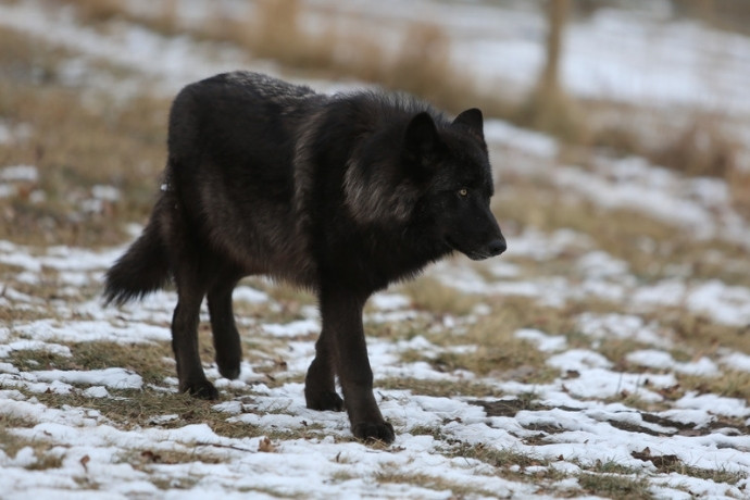 Black wolf walking across snow in a Carpathian forest