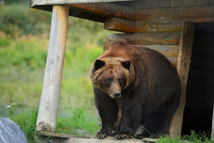 A brown bear beside a wooden shelter in a bear sanctuary in Romania