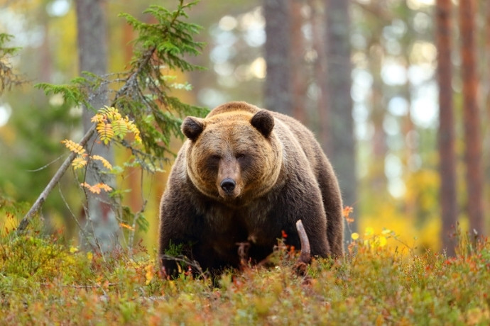 Where to See Brown Bears in Transylvania, Romania