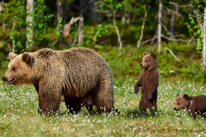 A brown bear mother and her cubs, one of the brown bears in Transylvania