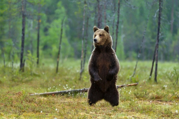 A brown bear standing in a forest, a wildlife encounter on an adventure trip