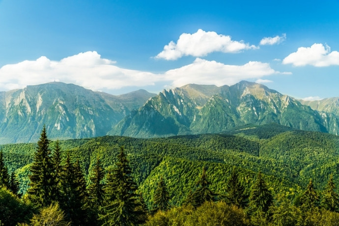The forested Carpathian Mountains under a blue sky in Transylvania