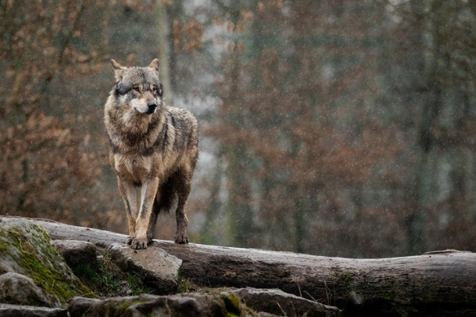 Best Wildlife Adventures in Europe This Winter
