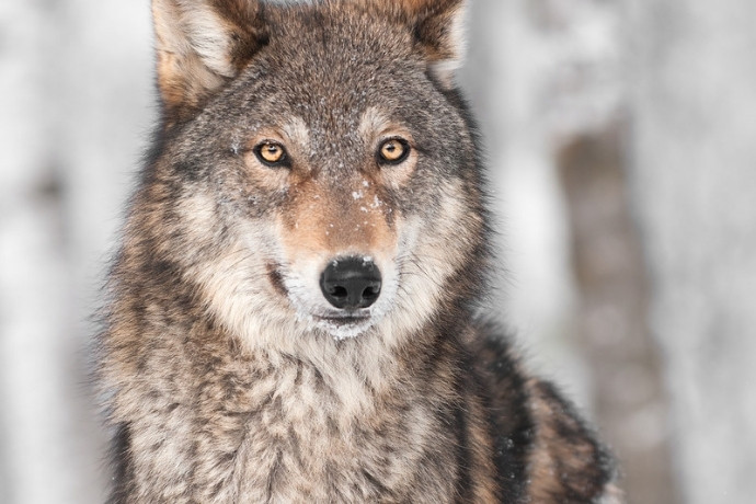 Grey wolf in winter, part of the best wildlife in Europe