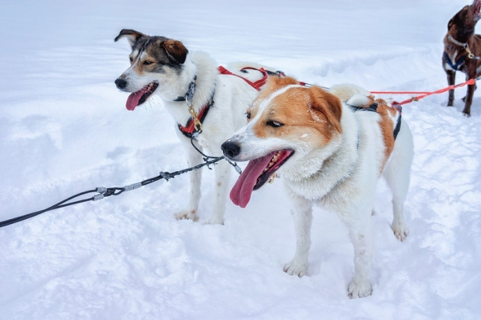 Husky sled dogs resting in the snow on a winter adventure