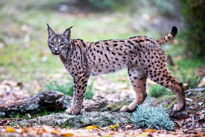 Iberian lynx standing in an Andalucian forest