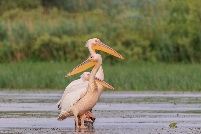 Pink pelicans in the Danube Delta in Romania, one of our top spring adventures