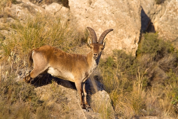Spanish ibex on a mountain meadow, part of the best wildlife in Europe