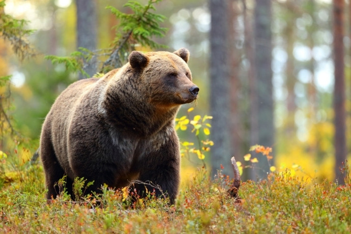 Brown bear in a Carpathian forest in Transylvania